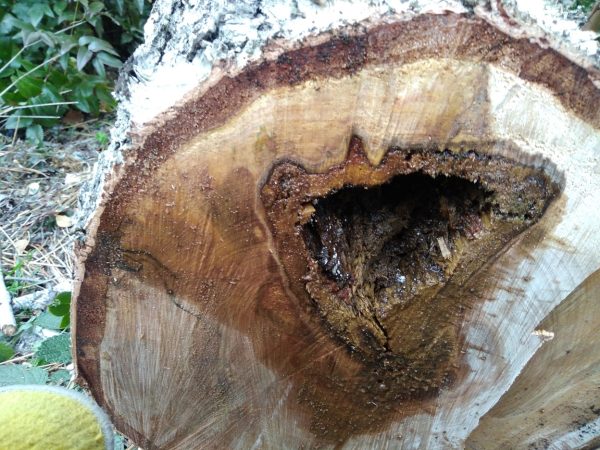 Rizikové kácení stromu: Praha