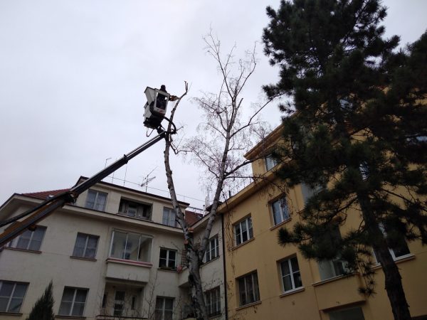 Rizikové kácení stromu: Praha