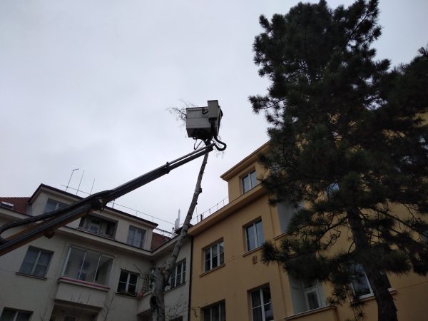 Rizikové kácení stromu: Praha