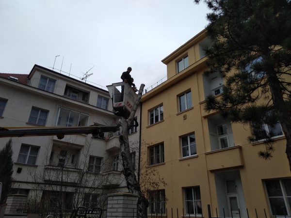 Rizikové kácení stromu: Praha