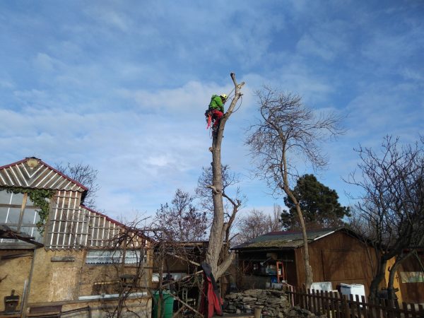 Rizikové kácení ořešáku: Praha
