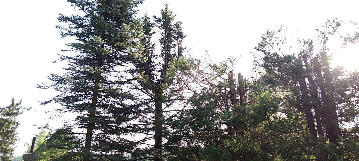 Jak se zbavit lýkožrouta smrkového (kůrovce)? I prořezy a kácením stromů