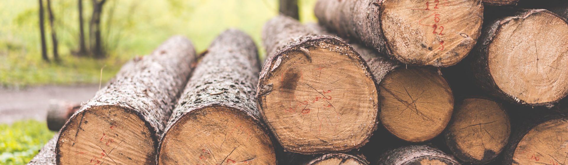 Jak a kdy se smí kácet stromy? A existují nějaké výjimky?