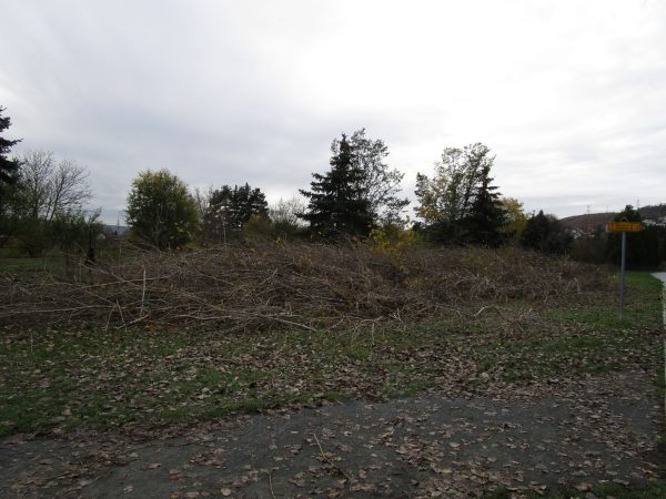 Rizikové kácení a prořez stromů: Praha – Radotín