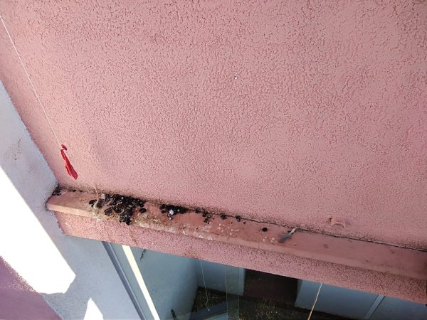 Montáž hrotů proti holubům: Praha