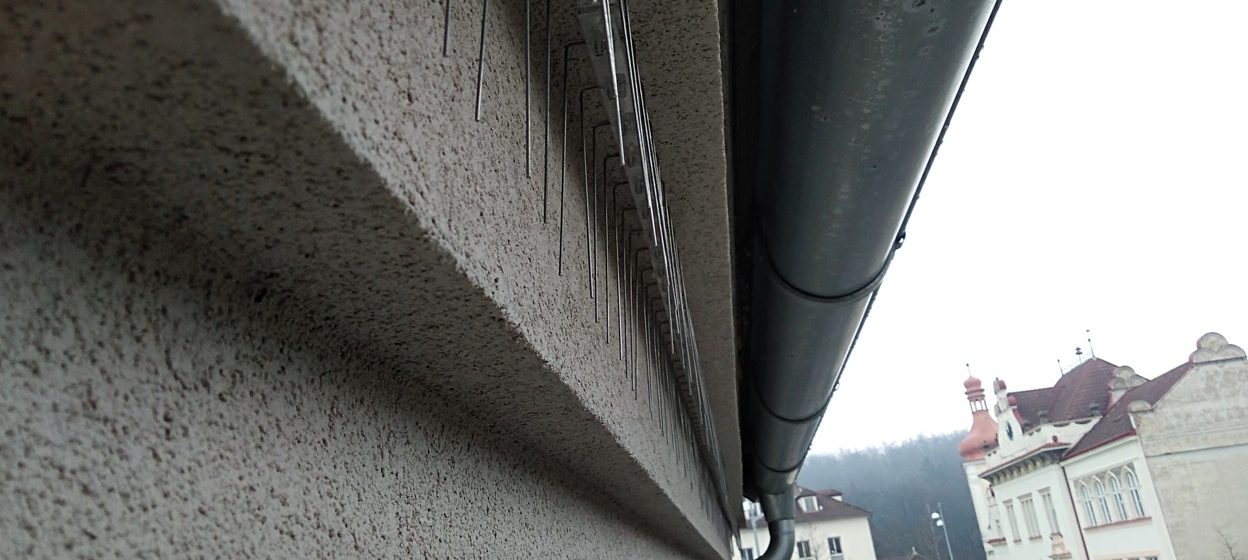 Ochrana proti jiřičkám: Co konečně vyřeší váš problém?